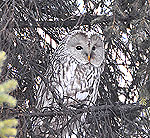 �����������, �� ����