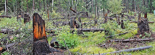 Тайга гибнет