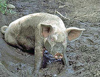 ������� �� ���� �������� ������� ������?