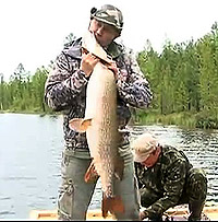 Пришёл, увидел... наловил!