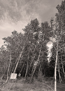 ���� �����-������� �������