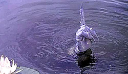 ���� �������� ������