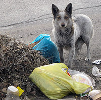 ������ ���������? ���� � ������� �� ����!