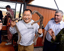 Вокруг тувинских маралов множатся уголовные дела