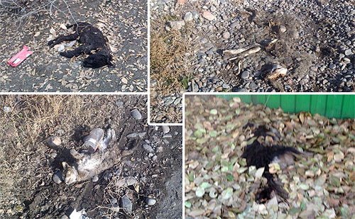 Кызыл: У нас тут своя атмосфера