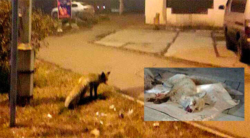 Кызыл: У нас тут своя атмосфера